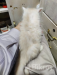 Pershian Cat fawn colour